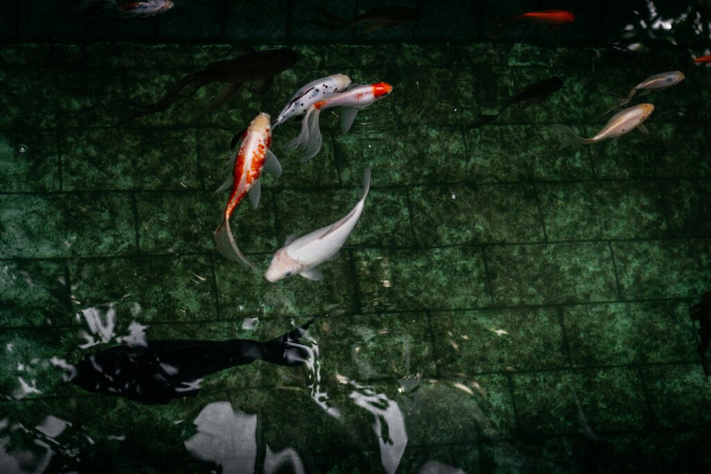 A Koi Fish swimming in a pond.